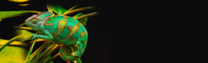chameleon