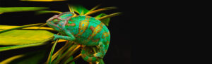chameleon