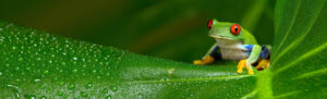 red eye frog