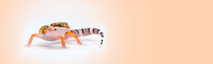 geck0