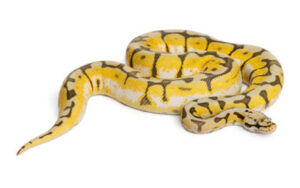 python