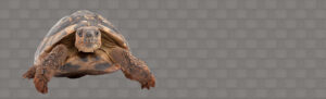 trutle