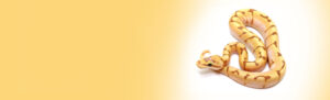Ball-Python