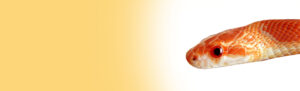 Corn-Snake