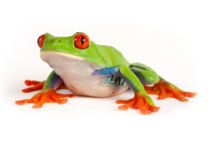 Frogs