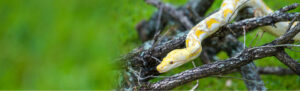 Reticulated-Pythons