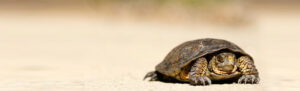 Tortoise-fact