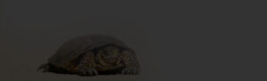 Tortoise-for-sale
