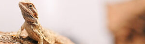 bearded-dragon