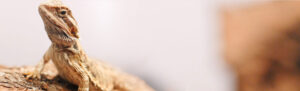 bearded-dragon