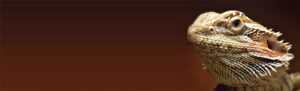 bearded-dragons
