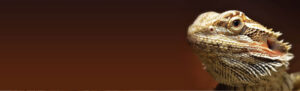 bearded-dragons