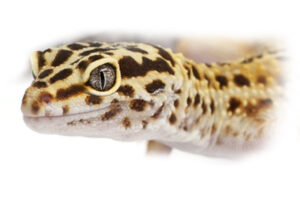 leopard-geck