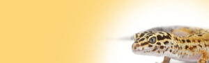 leopard-gecko-insurance-hero