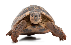 Tortoise Supply