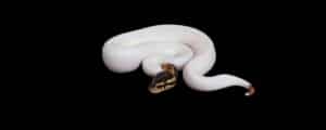 reptilesupershow.com