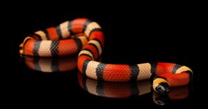 reptilesupershow