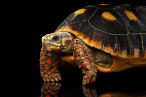 Red Footed Tortoise