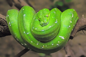 Green Tree Python Breeders