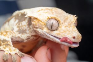 Geckos