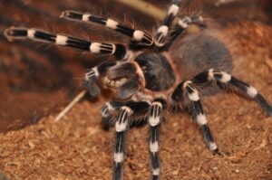 Pet Tarantula