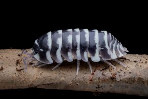 Isopods