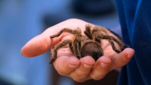 Tarantula Guide