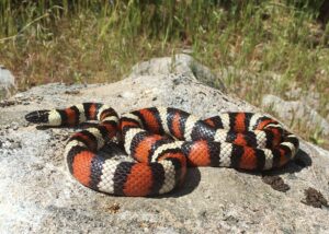 california Mountain Kingsnake