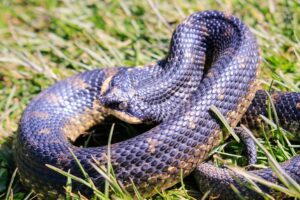 Eastern Hog Snake