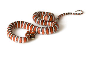 Arizona Mountain Kingsnake