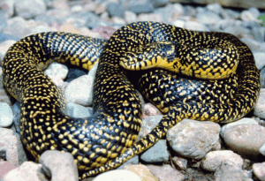 Speckled King snake