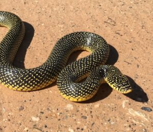 Speckled King Snake
