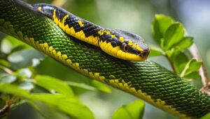 Yellow Bellied Kingsnake