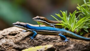 blue tailed skink behavior
