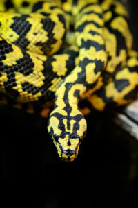 carpet python
