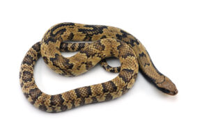 False water python