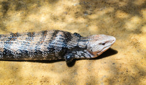 Blue Tongued Skink