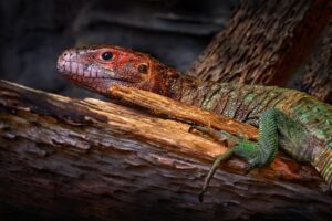 caiman lizard