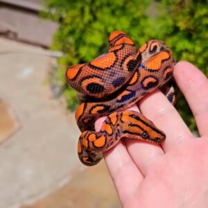 rainbow boa