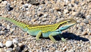 Wildlife Protection Measures for Dunes Sagebrush Lizard