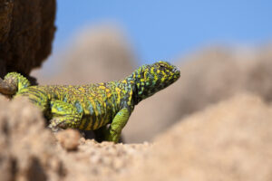 ornate Uromastyx