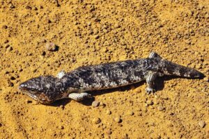 Shingleback lizard