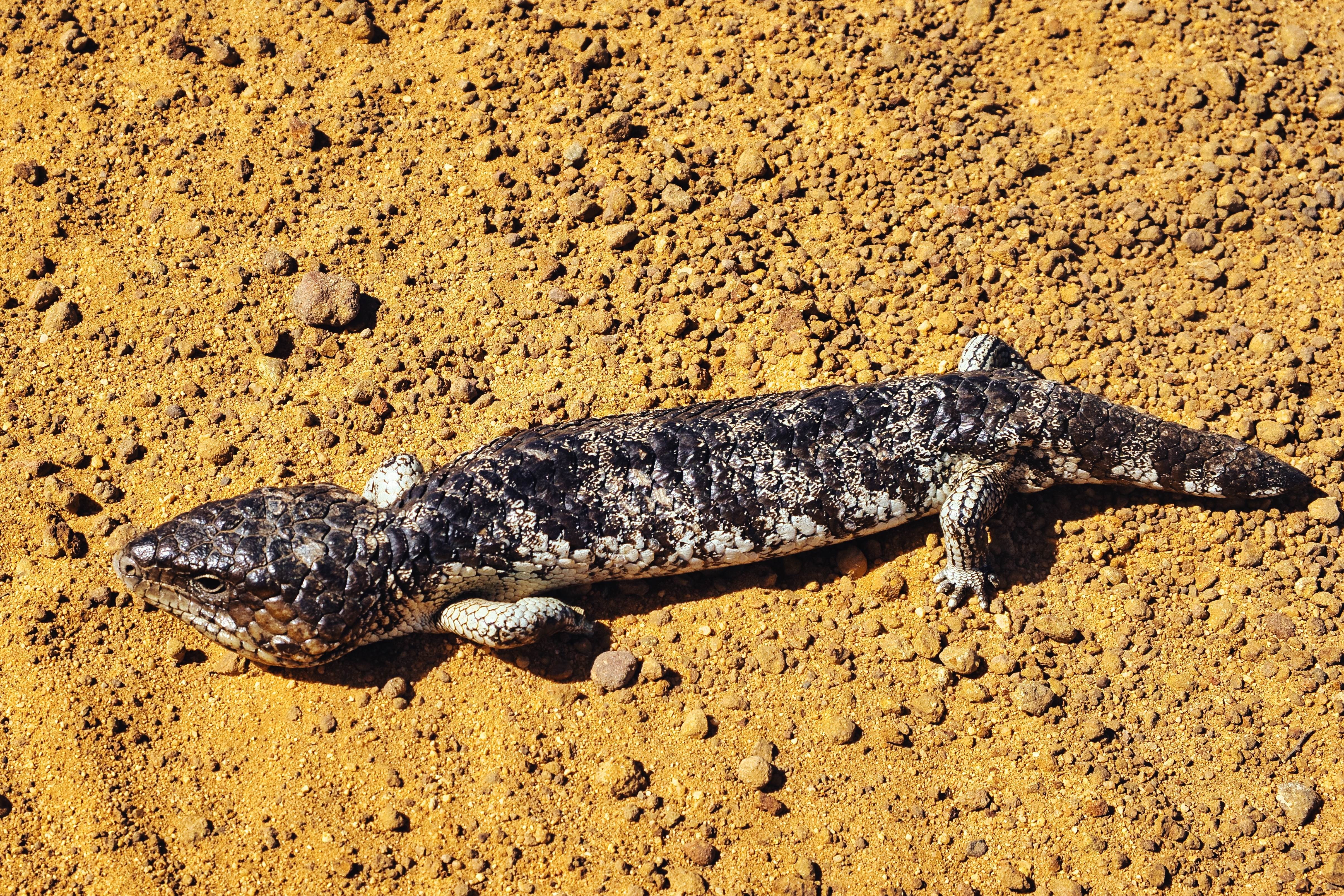 Shingleback lizard
