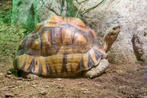 Angonoka tortoise