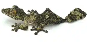 giant leaf gecko