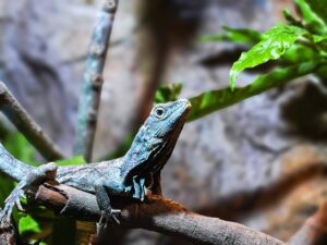 blue tree monitor