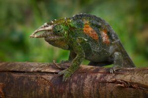 Jacksons Chameleon
