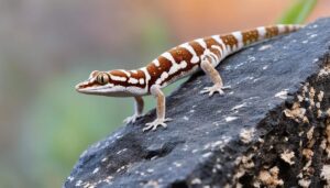 midline Knob tailed Gecko