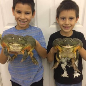 African Pixie Frog