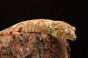 chahoua gecko
